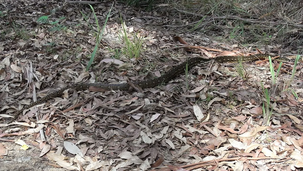 Wild diamond python resting beside vegetation